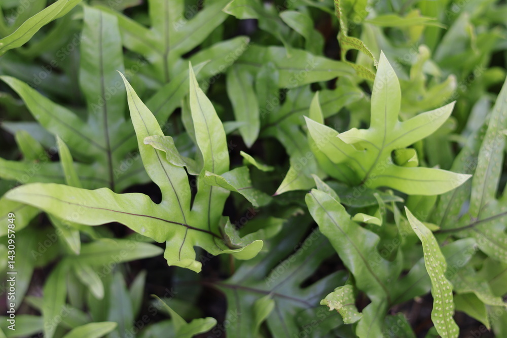 Obraz premium una toma de cerca de varias hojas de una planta de helechos