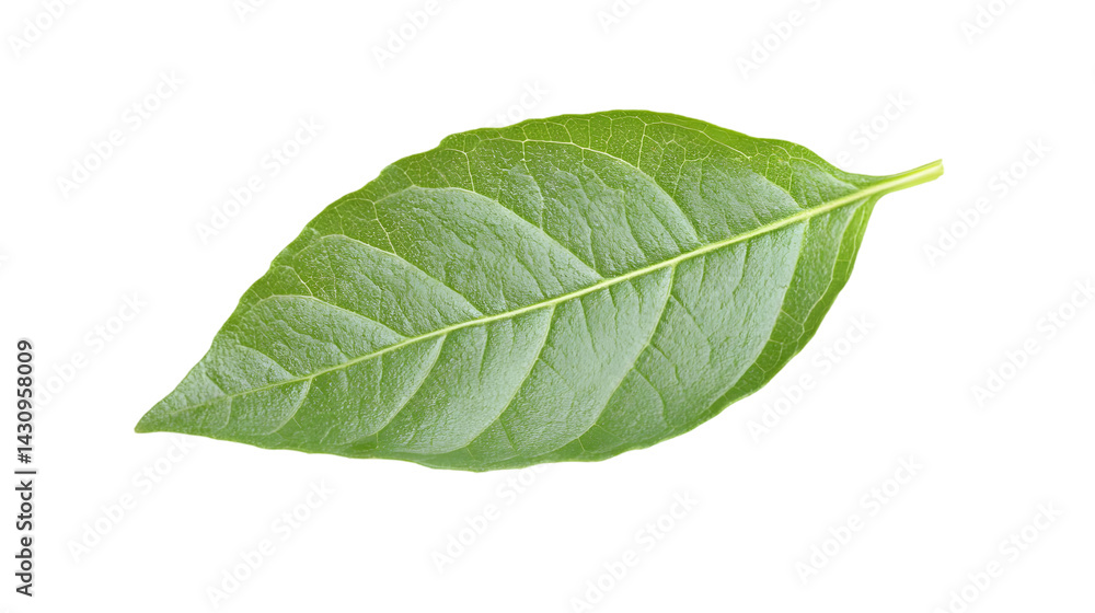 Obraz premium Close-up of a vibrant green leaf. Detailed vein structure visible