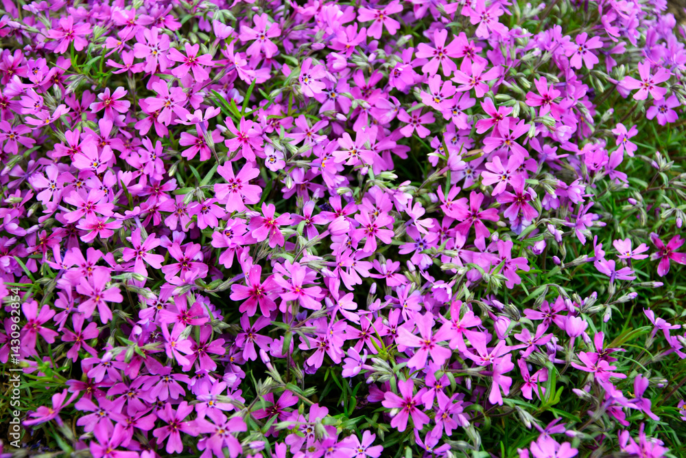 Moss phlox plant. Creeping phlox Moss phlox plant. Creeping phlox