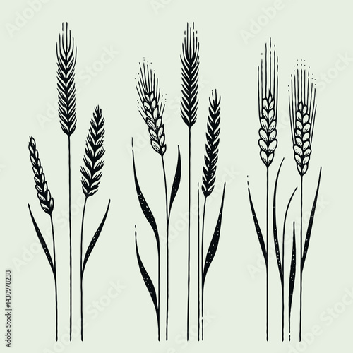 Black and White Meadow wild herbs Herbaceous blooming plants. Set of outline doodle floral sketch Leaves. Hand drawn Wheat rye. Ears Botanical drawing. Line art grasses stems grain spikes illustration