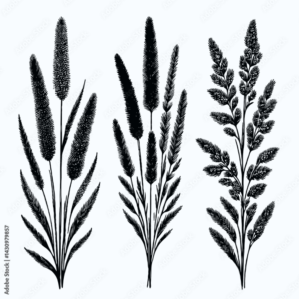 Black and White Meadow wild herbs Herbaceous blooming plants. Set of outline doodle floral sketch Leaves. Hand drawn Wheat rye. Ears Botanical drawing. Line art grasses stems grain spikes illustration Black and White Meadow wild herbs Herbaceous blooming plants. Set of outline doodle floral sketch Leaves. Hand drawn Wheat rye. Ears Botanical drawing. Line art grasses stems grain spikes illustration