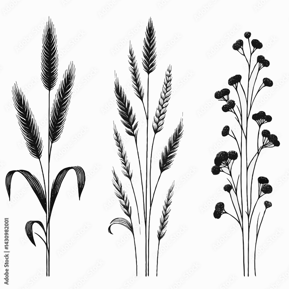 Black and White Meadow wild herbs Herbaceous blooming plants. Set of outline doodle floral sketch Leaves. Hand drawn Wheat rye. Ears Botanical drawing. Line art grasses stems grain spikes illustration Black and White Meadow wild herbs Herbaceous blooming plants. Set of outline doodle floral sketch Leaves. Hand drawn Wheat rye. Ears Botanical drawing. Line art grasses stems grain spikes illustration