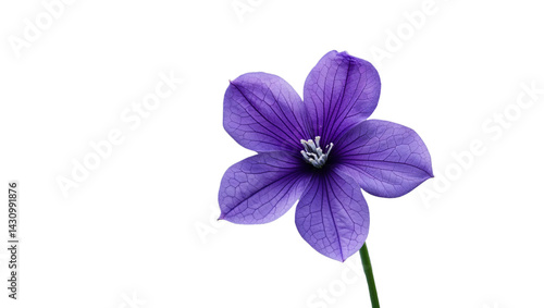 Elegant purple balloon flower blossom isolated against black background