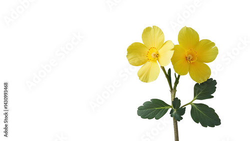 Two bright yellow flowers with green leaves on a black background