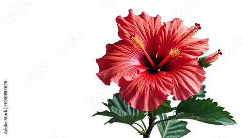 Vibrant red hibiscus flower isolated on black background showing petals and stamen