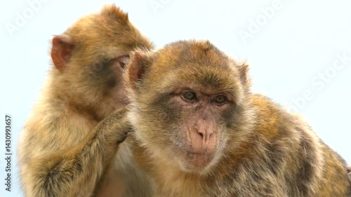 Two of Gibraltar's Barbary Apes social grooming.
