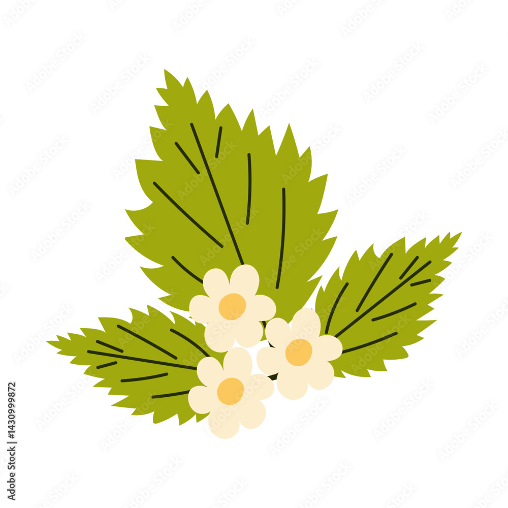 Leaves and flowers of strawberry. Vector illustration.