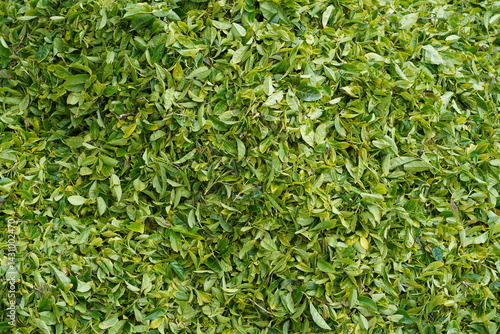 Obraz na płótnie Nahaufnahme von frisch geernteten Teeblättern (Camellia sinensis) w salonie