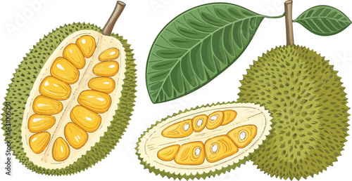 Jack Fruit Illustration vector design, Jack Fruit with Jack Fruit slice in white background vector design