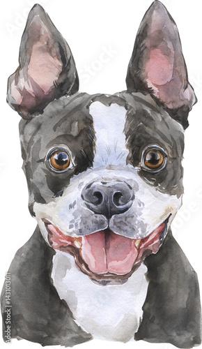 Watercolor Black Boston Terrier Dog Portrait. Hand Drawn Medium Pet Breed