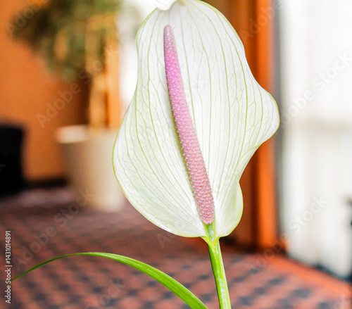 Elegant White Flower with Pink Spadix