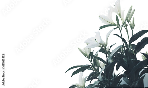 Elegant white lilies. Lush greenery