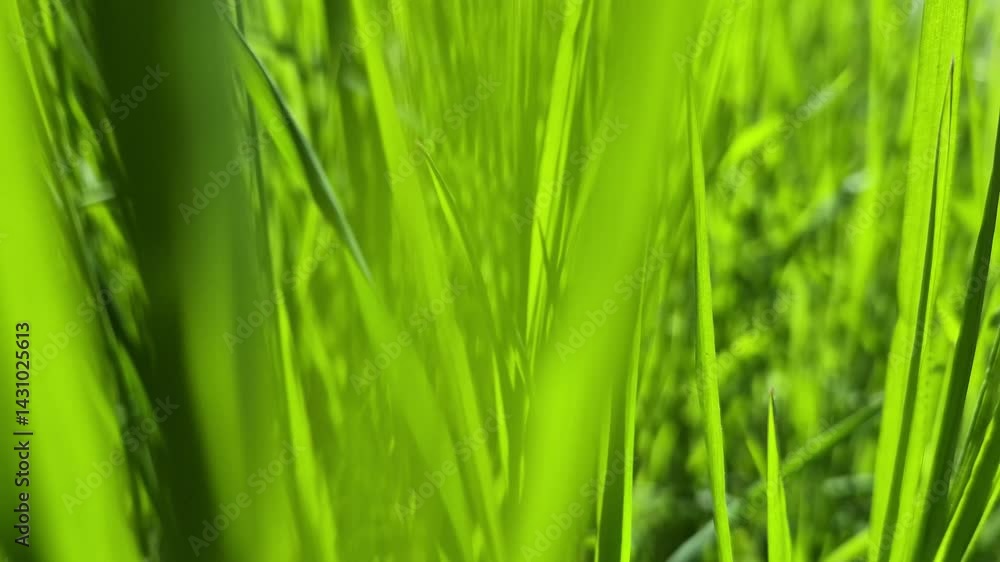 Camera Moving Through Fresh Green Grass Blades Camera Moving Through Fresh Green Grass Blades