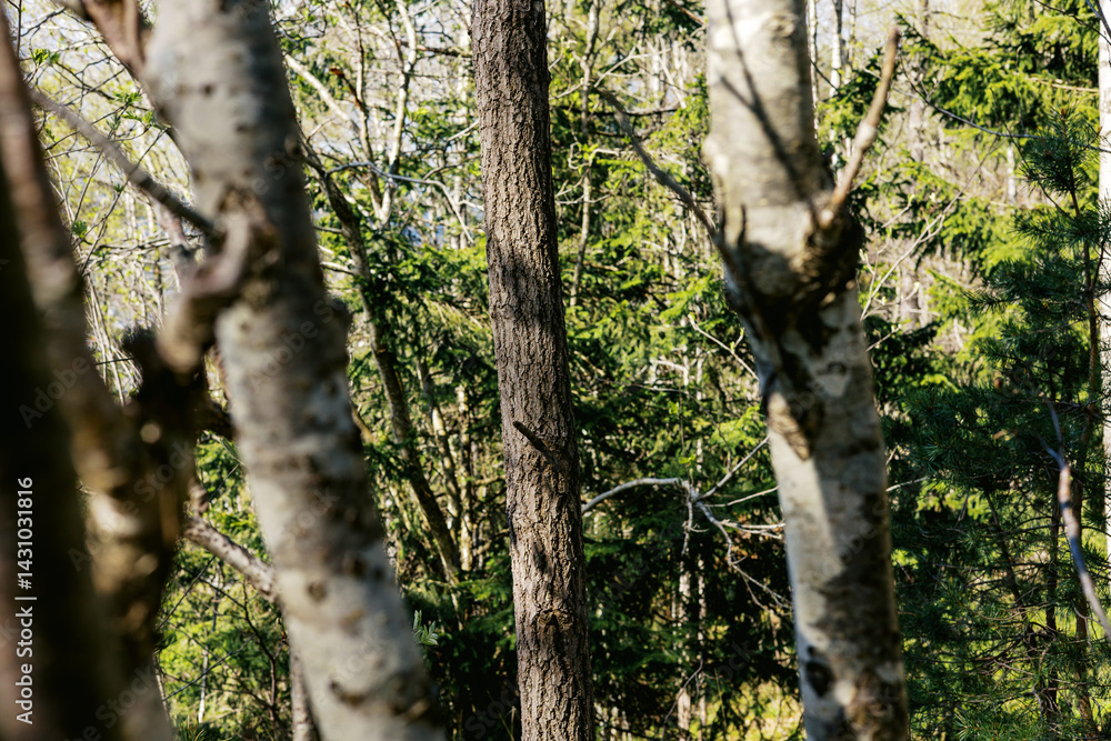 Obraz premium Tretrunk in spring forest
