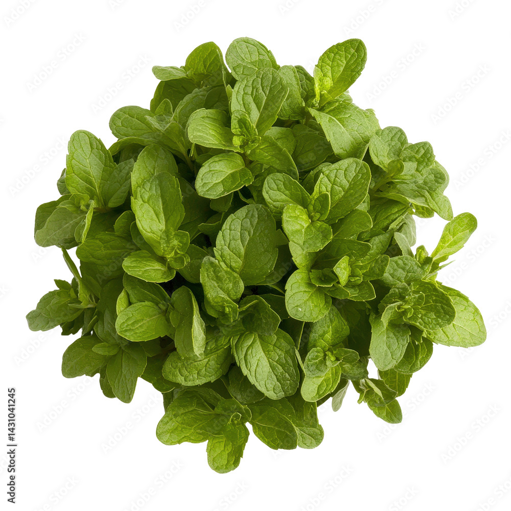 Fresh Green Mint Leaves Gathered in a Bunch for Culinary Use Fresh Green Mint Leaves Gathered in a Bunch for Culinary Use