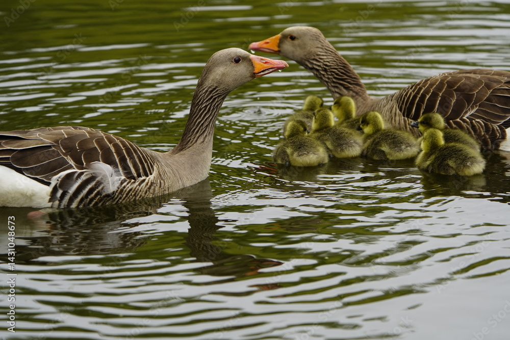 Obraz premium Gray goose parents watch their young (Anser anser) Anatidae family. Location: Hanover Leinewiesen, Germany. 