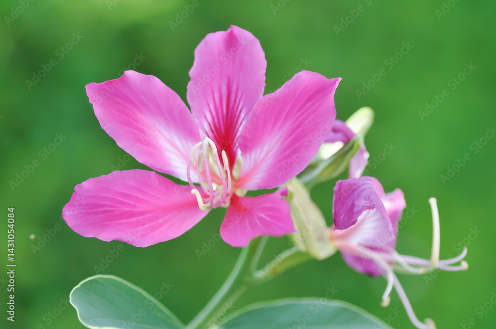Fototapeta premium Purple Orchid Tree, Hong Kong Orchid Tree or Purple Bauhinia or Bauhinia purpurea L or pink flower