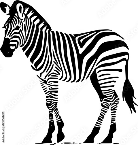 zebra vector illustration