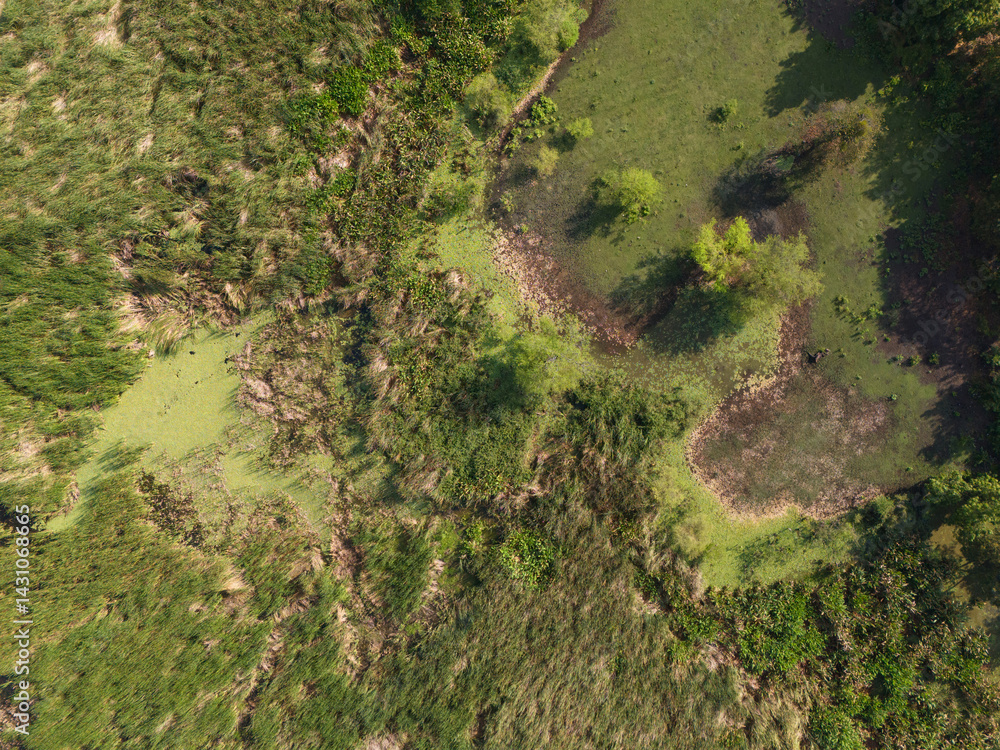 Green swamp nature background