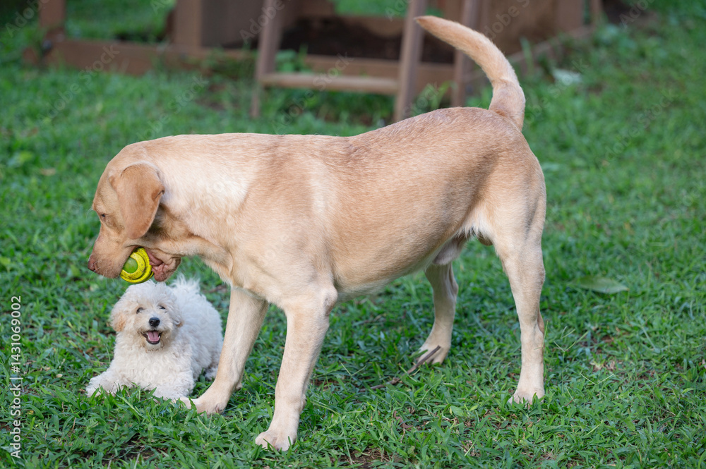 Happy playing big and small dog