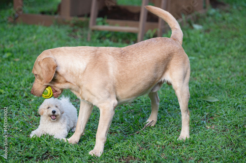 Obraz na płótnie Happy playing big and small dog w salonie