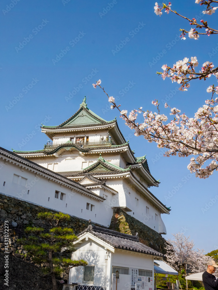Fototapeta premium Cherry Blossom at Wakayama Castle, Wakayama, Japan