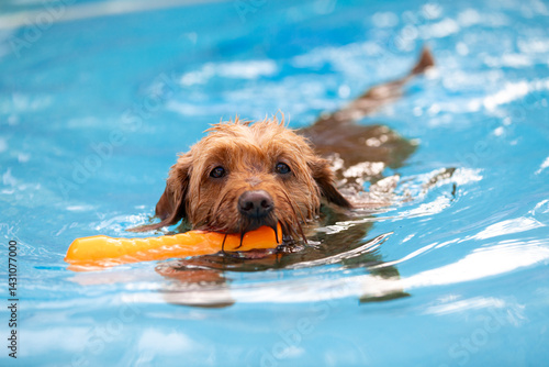 Photography Small dog retrieving dog toy and playing fetch in a  salt water swimming pool