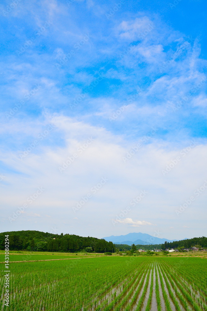 春の田園風景 棚田(新潟県) 春の田園風景 棚田(新潟県)