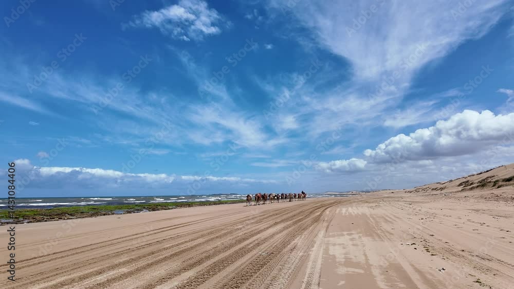 Camel at sea desert Camel at sea desert