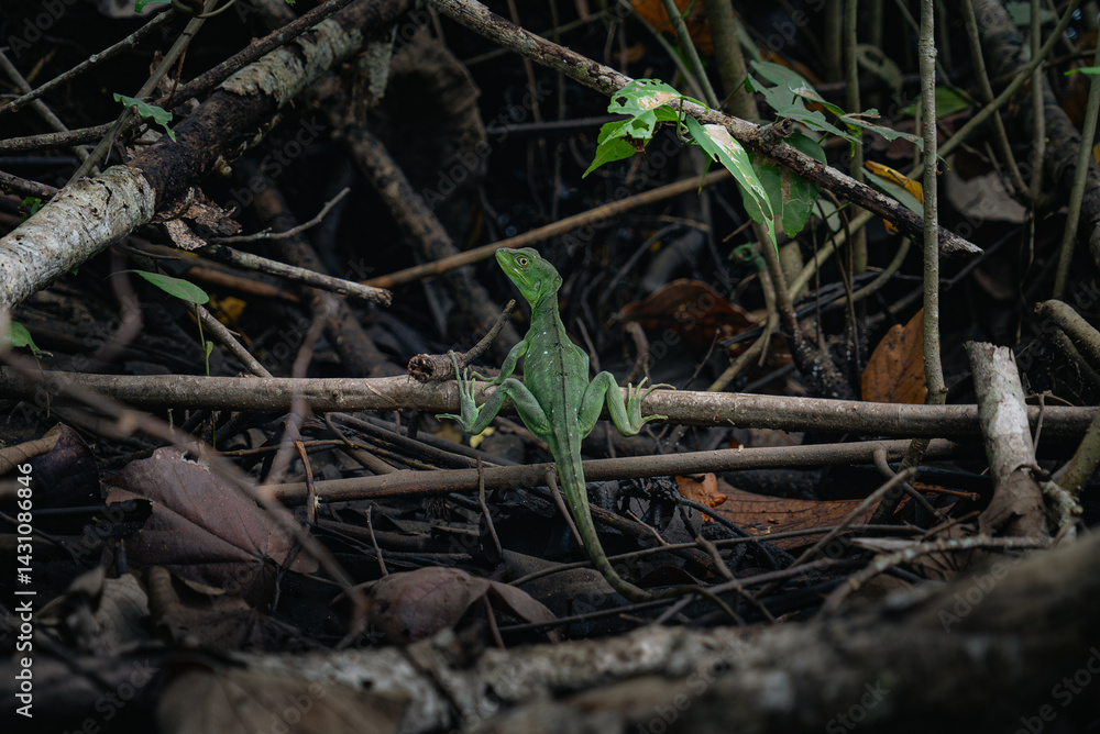 Close-up of lizard on branches in Costa Rica rainforest Close-up of lizard on branches in Costa Rica rainforest