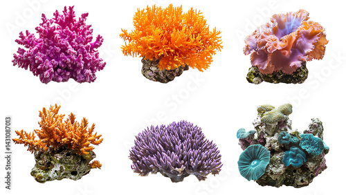 Six colorful coral pieces, transparent background.
