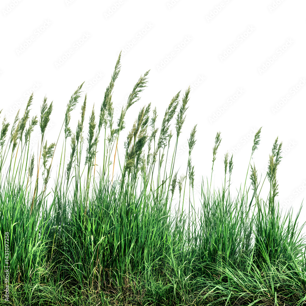 Obraz premium Green grass, reed isolated on white background and texture, clipping path --v 7.0