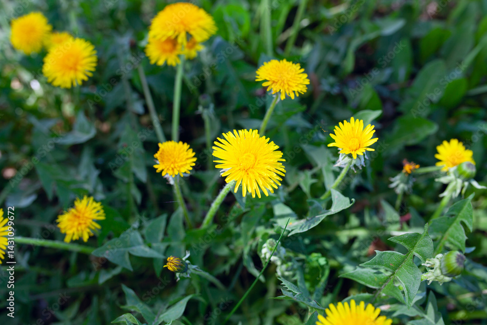 dandelions dandelions