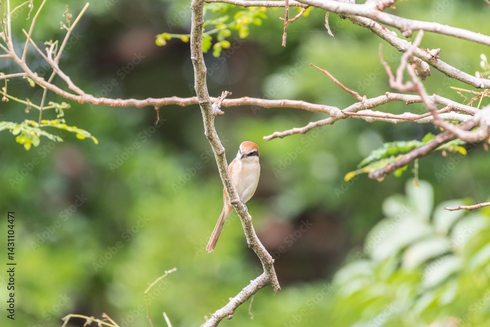 Bird (Brown shrike) on tree in a nature wild Bird (Brown shrike) on tree in a nature wild