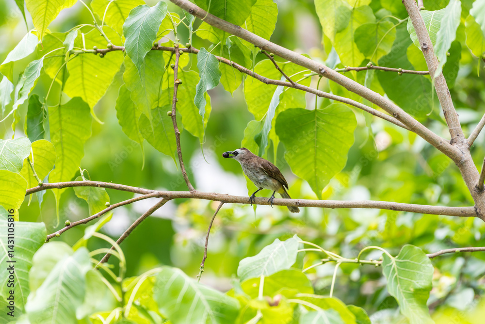 Bird (Yellow-vented Bulbul) on tree in nature wild Bird (Yellow-vented Bulbul) on tree in nature wild