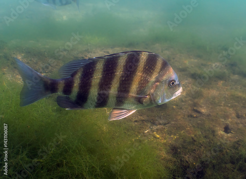 A Sheepshead (Archosargus probatocephalus) in Crystal River, Florida, USA