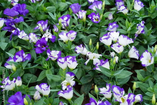 White and Purple Rosita Lisianthus flower.