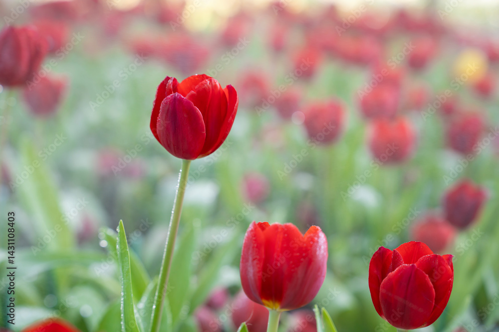 Obraz premium Beautiful red tulips plant in the garden.