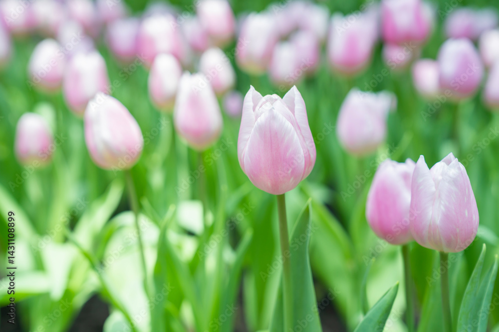 Obraz premium Close-up of a beautiful pink tulip flower in a flower field.