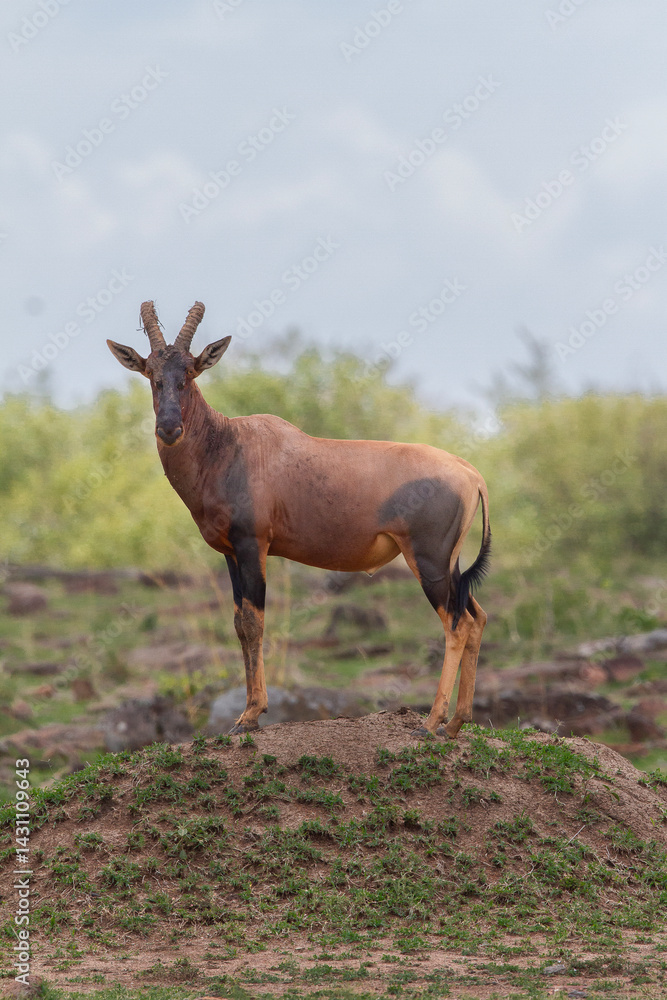 topi topi