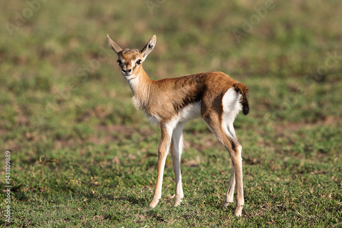 Foto gazelle de thomson