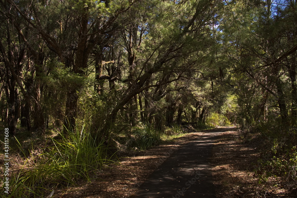 Hiking track at Big Brook Dam at Pemberton, Western Australia, Australia
Hiking track at Big Brook Dam at Pemberton, Western Australia, Australia