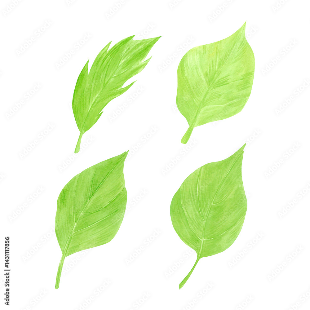 Fototapeta premium Hand drawn watercolor herbs leaves. Illustration of food isolated on white background. Can be used for label, card, scrapbook and other printed products.