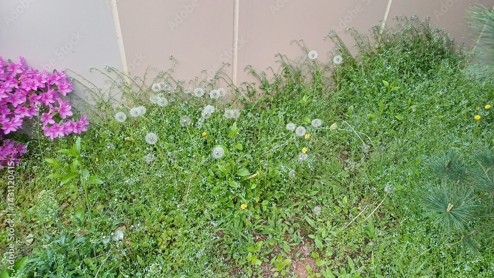 grass and flowers