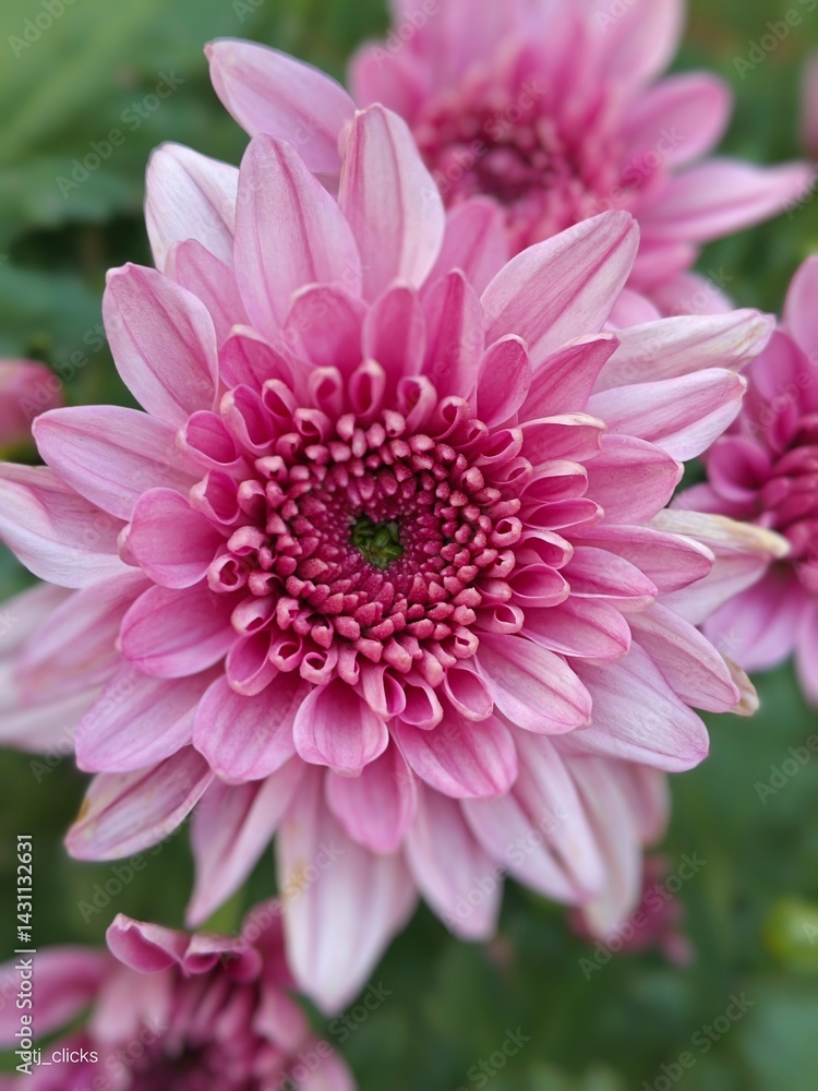 Fototapeta premium pink dahlia flower