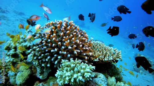 coral reef in the sea
