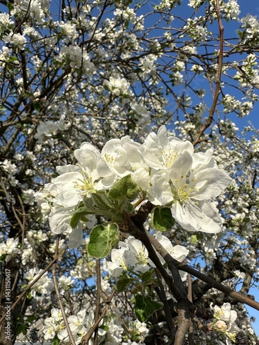 Photos of spring flowering trees in the garden