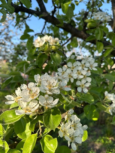 Photos of spring flowering trees in the garden