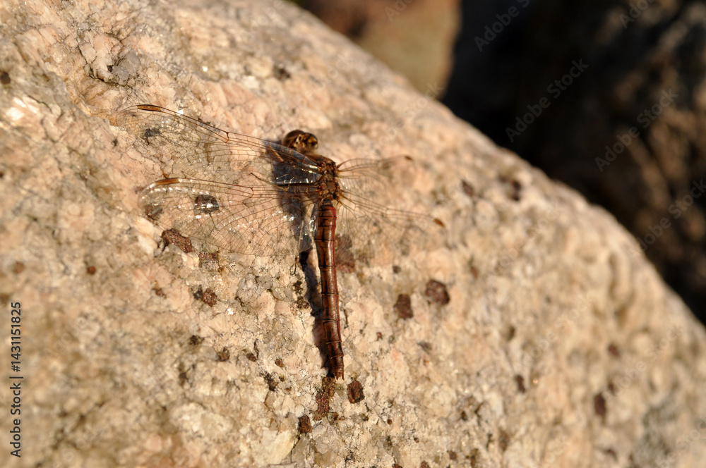 a brown dragonfly is resting sitting on a stone rock