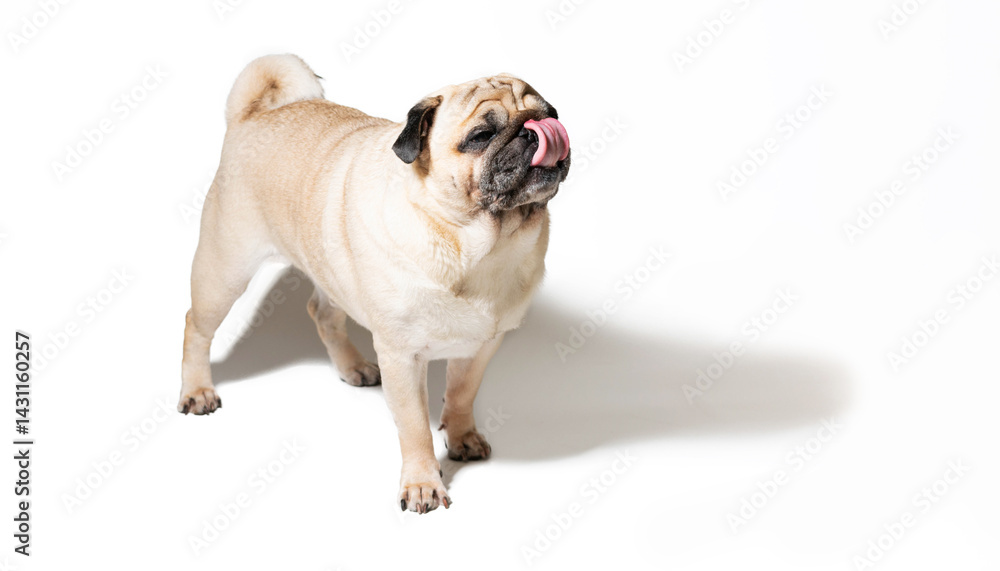 Obraz premium Adorable pug on a white background